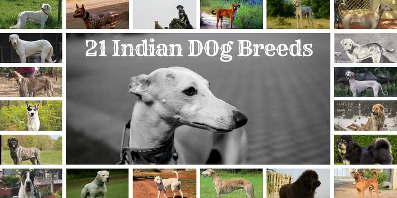 20 Indian dog breeds list, Guard Dogs, Names, Height