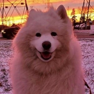 Enzo The Samoyed